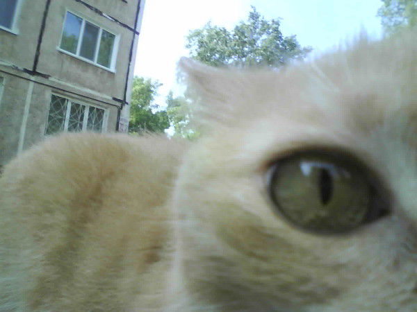 Юлия Швейцова