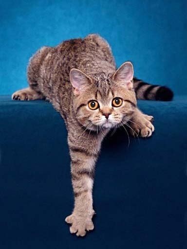 Юлия Соколова