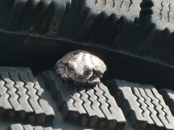 Дмитрий Зеленцов