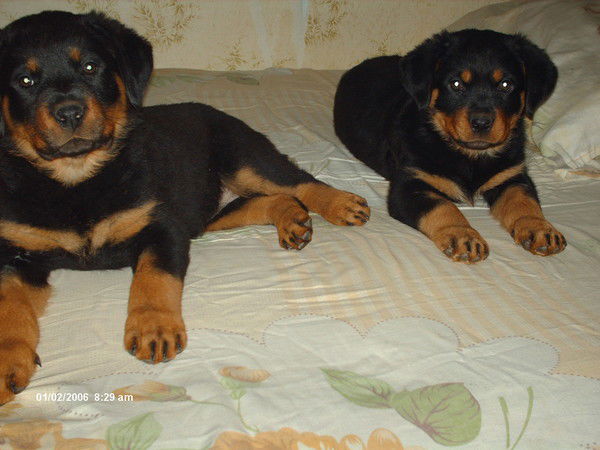 Марина Николенко