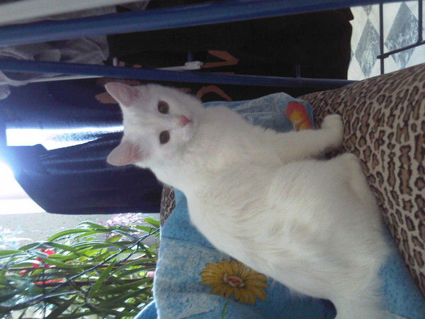 Рома Смородин