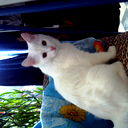 Рома Смородин