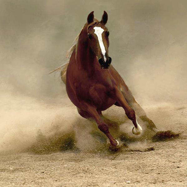 Дамир *************