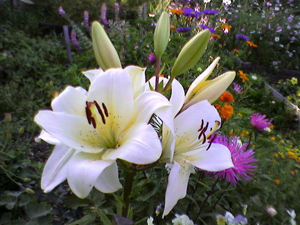 Светлана Григорьева