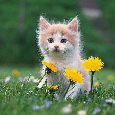 Светлана Фёдорова