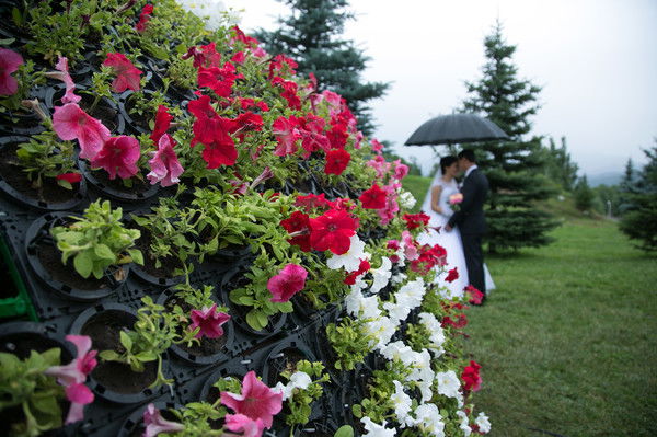 Гульбанум Батурова