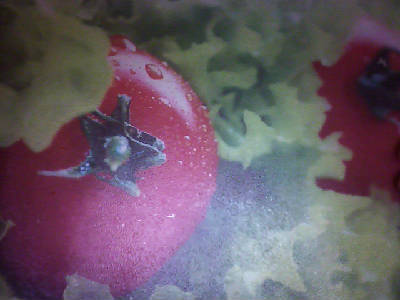 Эльвирыч Максютов