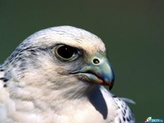 Мереке Рахимов