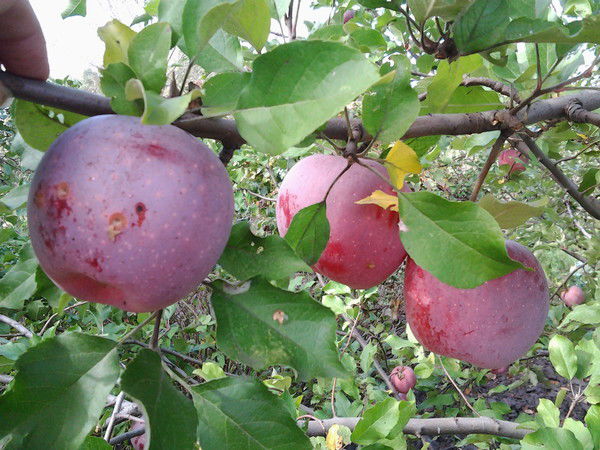 Инга Пасичная