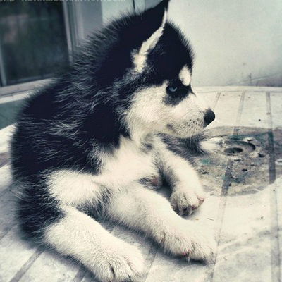 Дарья Орлова