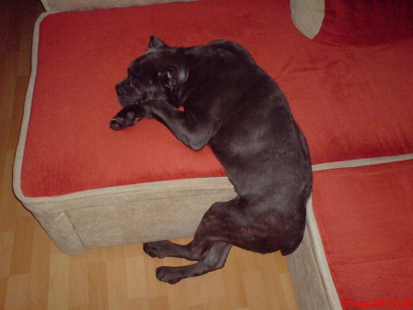 Илона Садовская