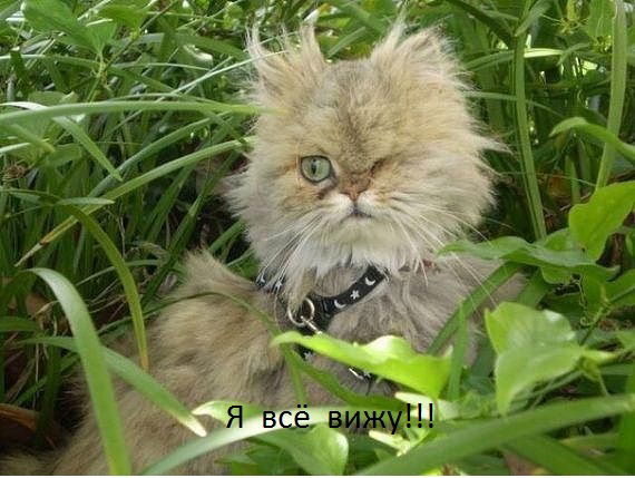 Александр Котляр