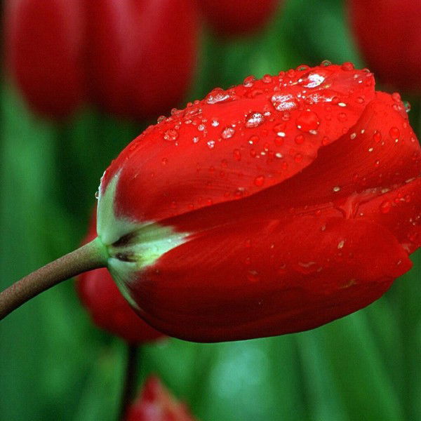 Айчурок Махаматайип Кызы