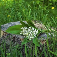 Надежда Антипова