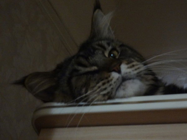 Алла Мамина