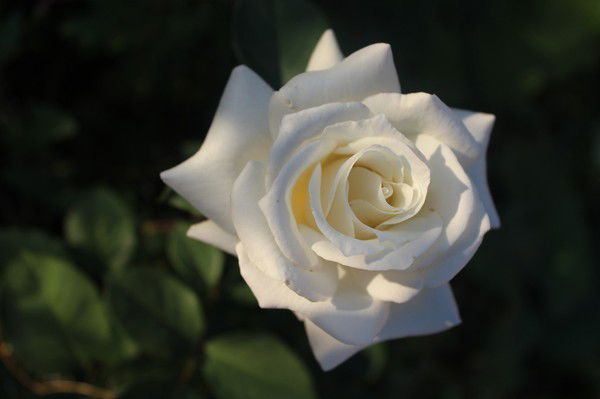 Олег Алексеев