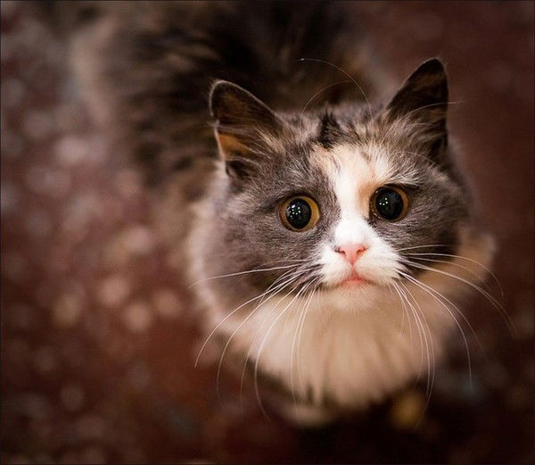 Кристина Карачевцева