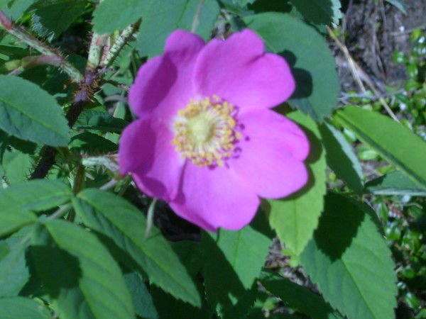 Марина Губенина