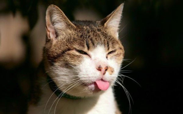 Владимир Кошкин