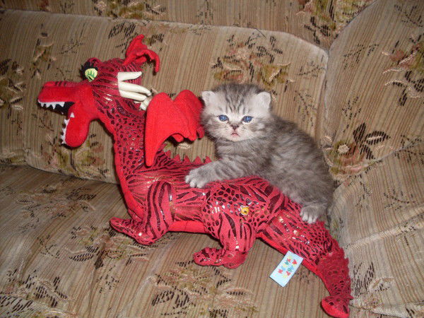 Елена Усова