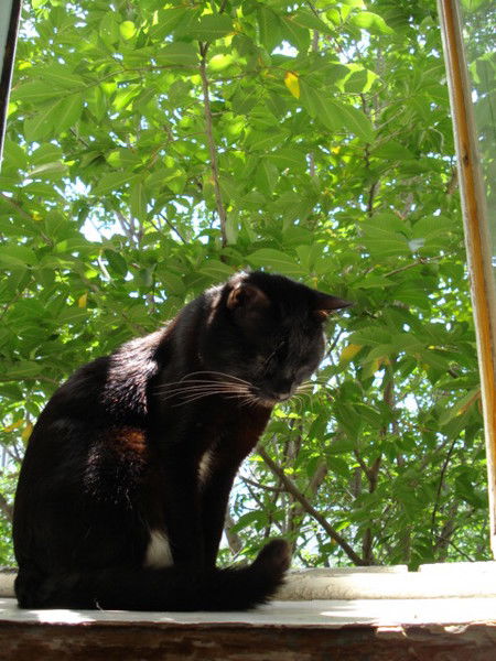 Светлана Резникова (Ткаченко)