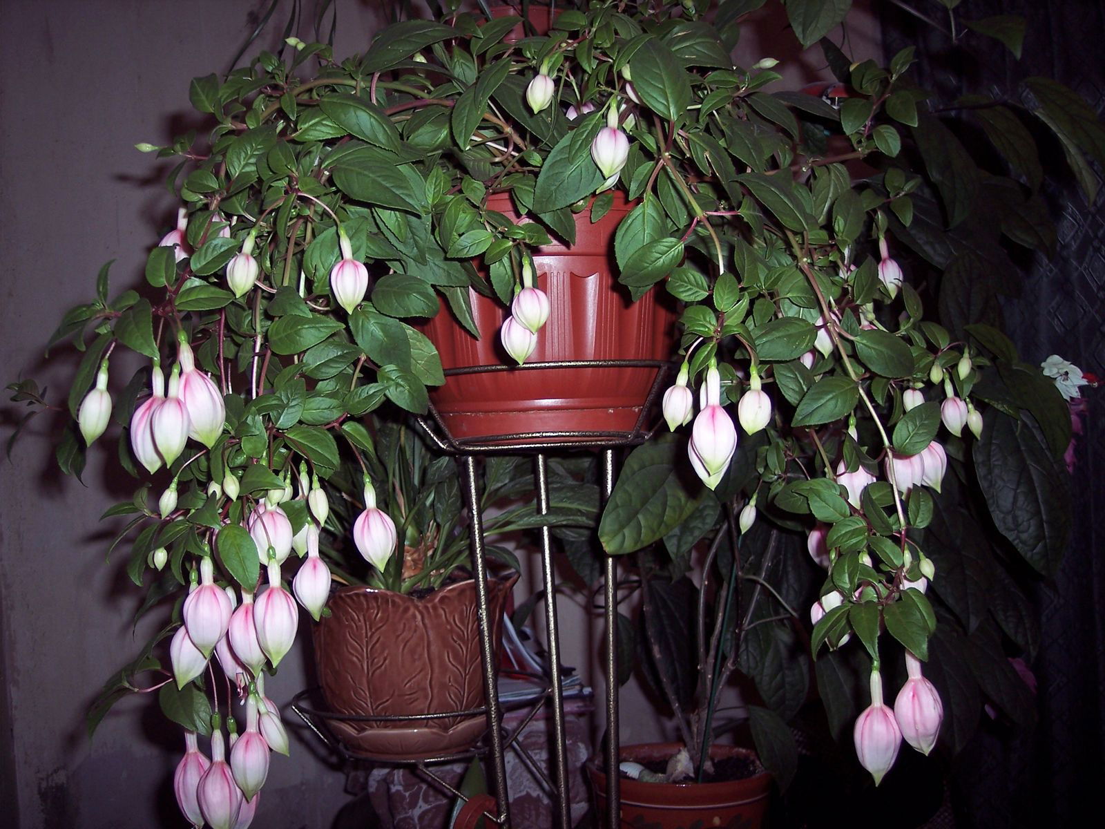 Иринка Иришка