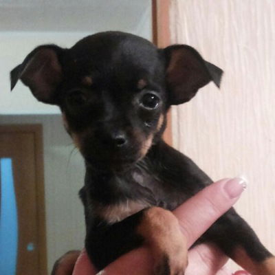 Елена Третьякова