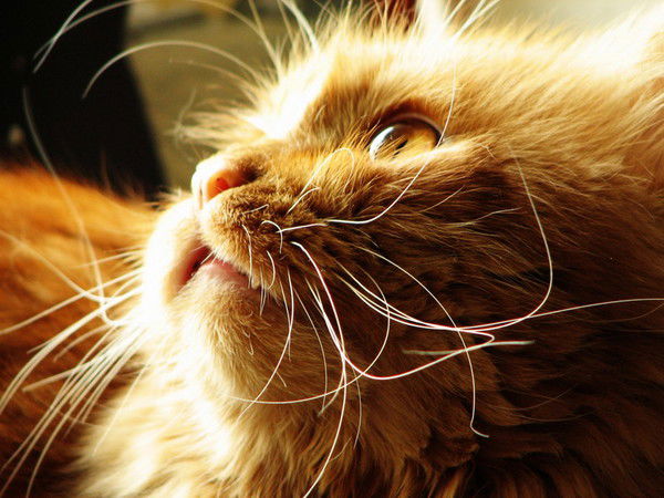 Катя Чепуштанова