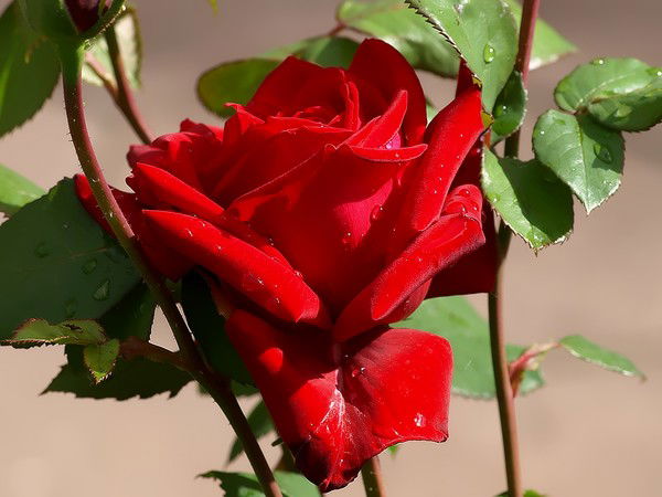 Ксения Астраханцева