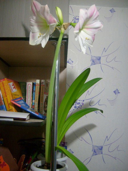 Елена Смирнова