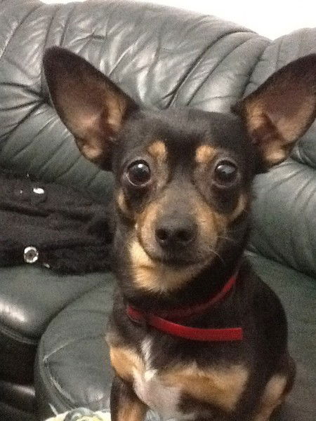 Владимир Варданян