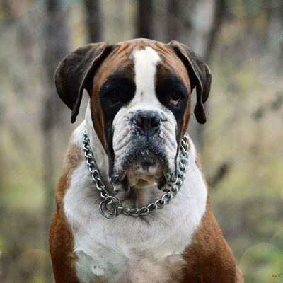 Руслан Вильдяев