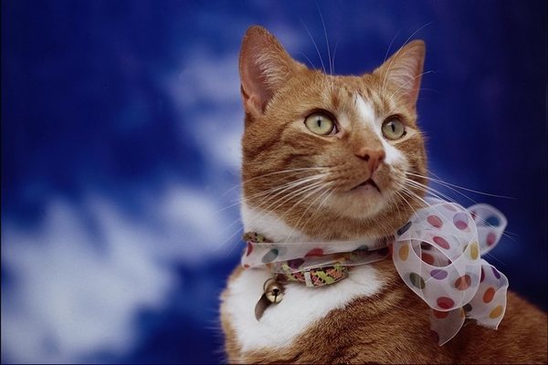 Оксана Тоичкина