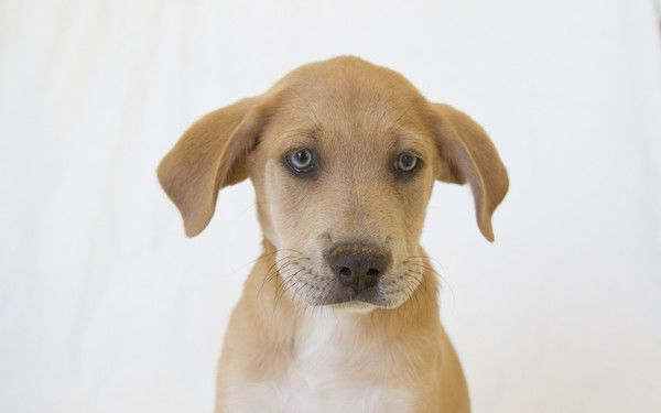 Андрей Перепелицын