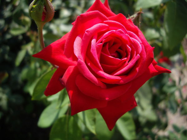 Ольга Омельченко