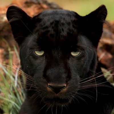 Данил Агеев