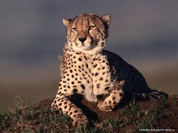 Виктор Шепелев