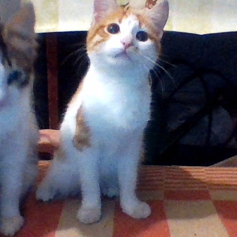 Юлия Авраменко