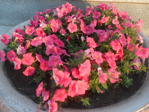 Дана Куандык