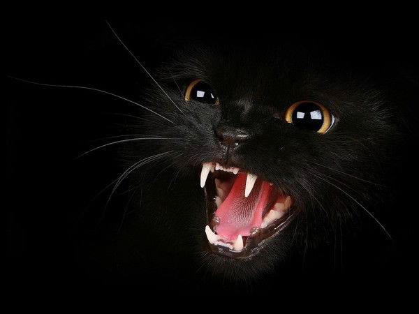 Владимир Копьев