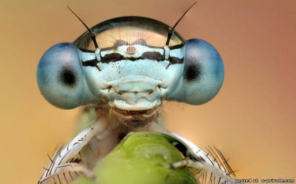 Толянчик .........