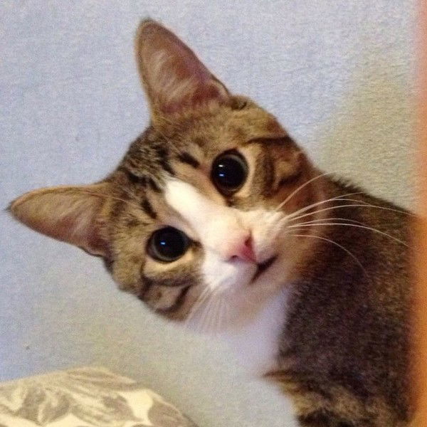 Сергей Максимов