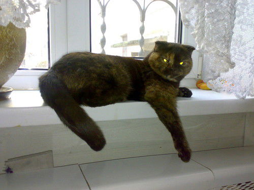 Дмитрий Краснещенков