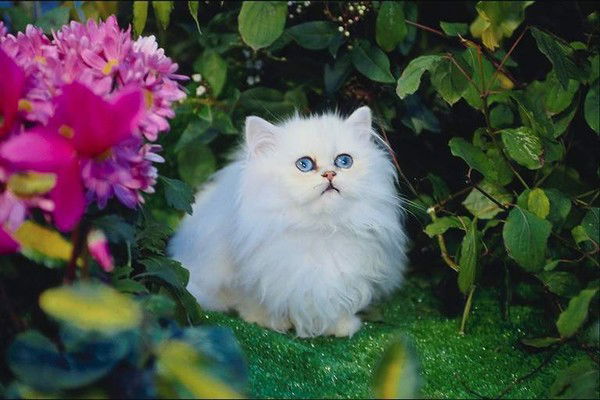 Анастасия Котова