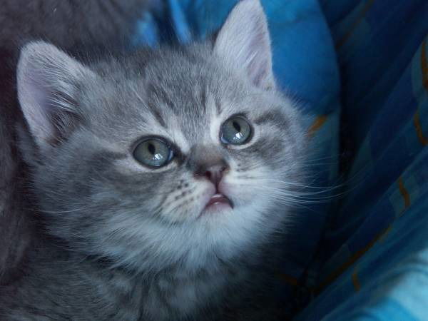 Анна Брауэр