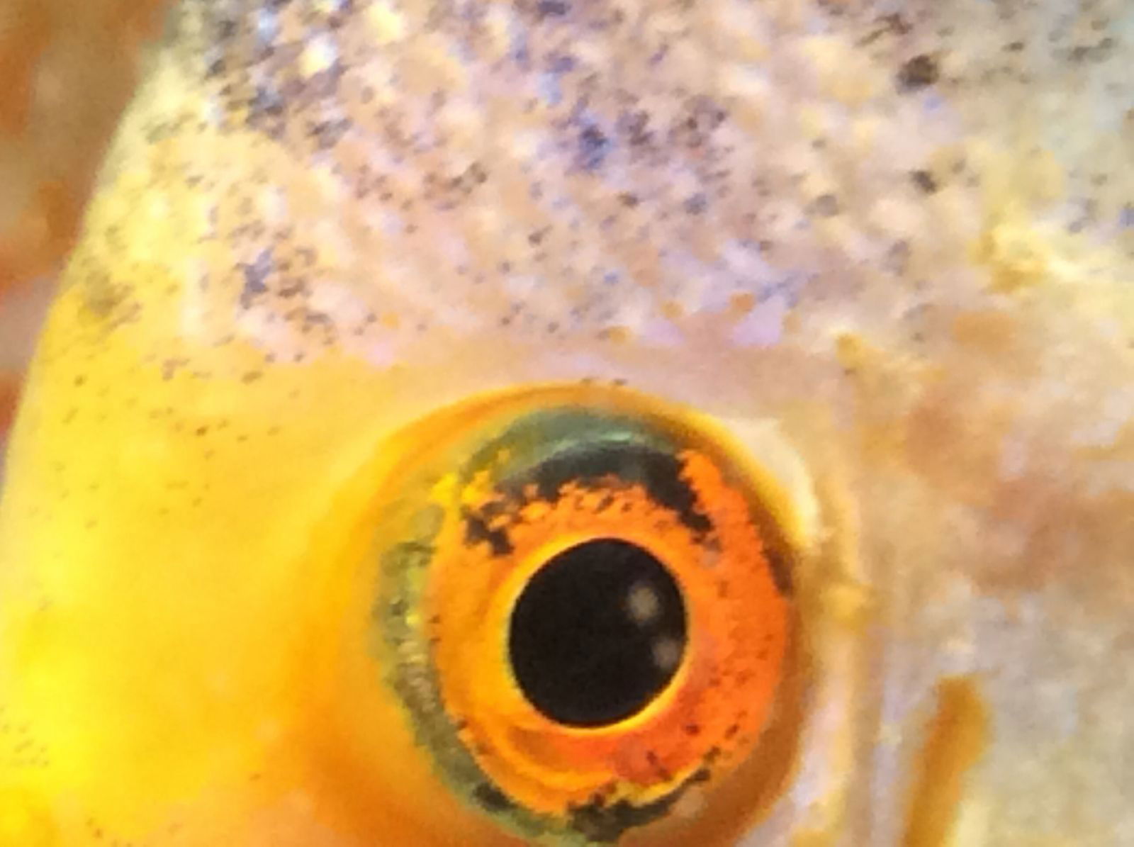 Юрий Иванов