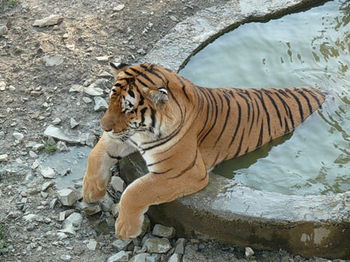 Олег Титяев