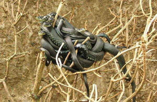 Шамун Айтымбетов