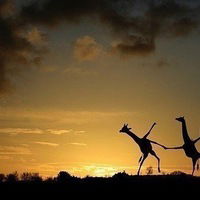 Ирина Лисицкая