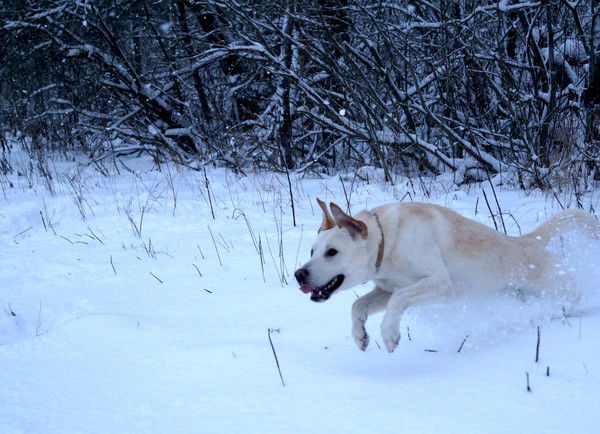 Андрей Давыденко